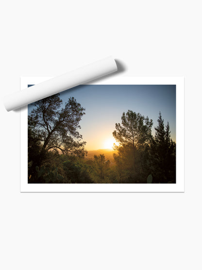 SUNRISE AND PINES . IBIZA SUNRISE