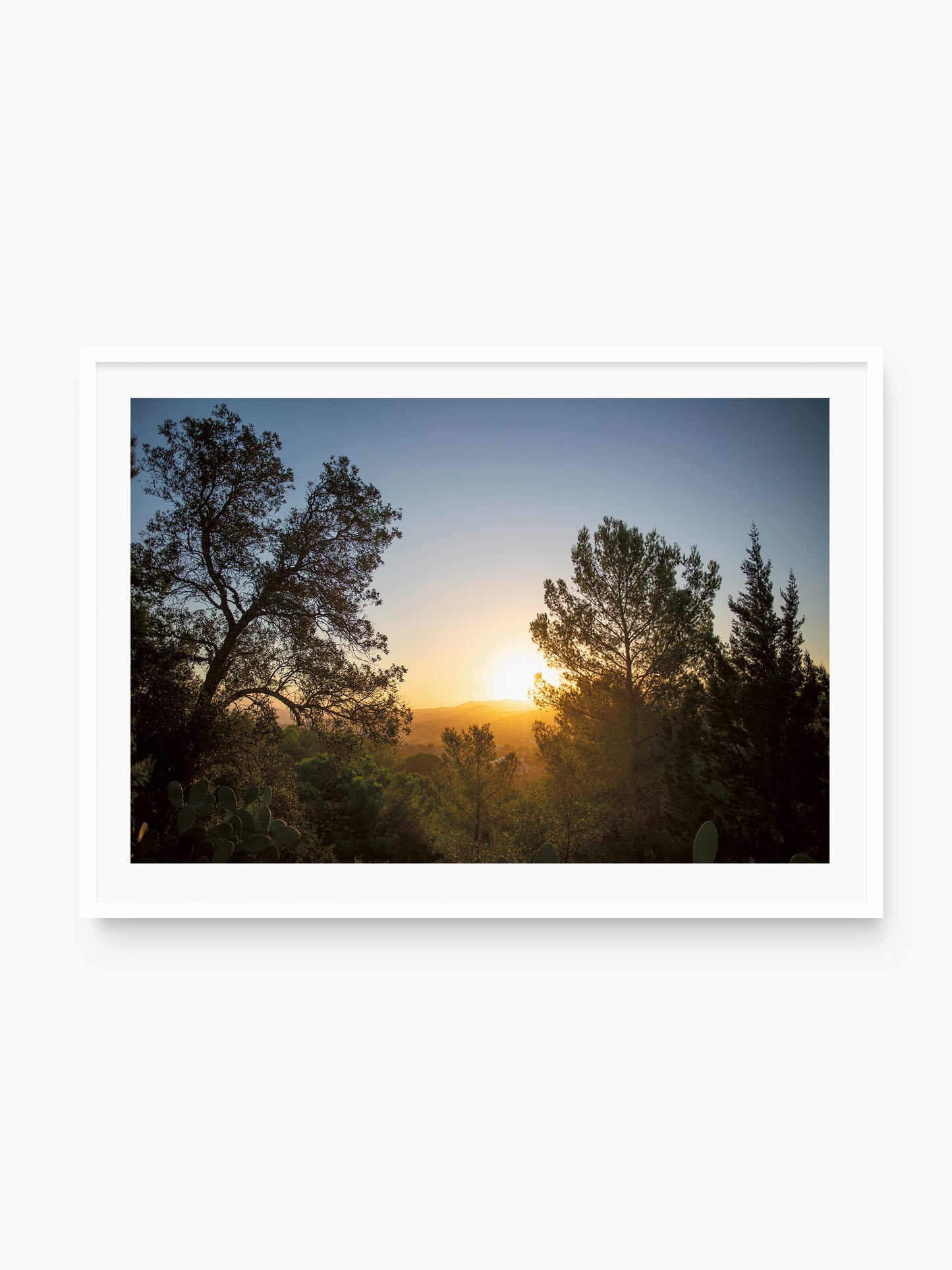 SUNRISE AND PINES . IBIZA SUNRISE