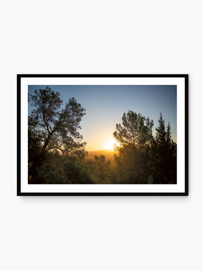 SUNRISE AND PINES . IBIZA SUNRISE