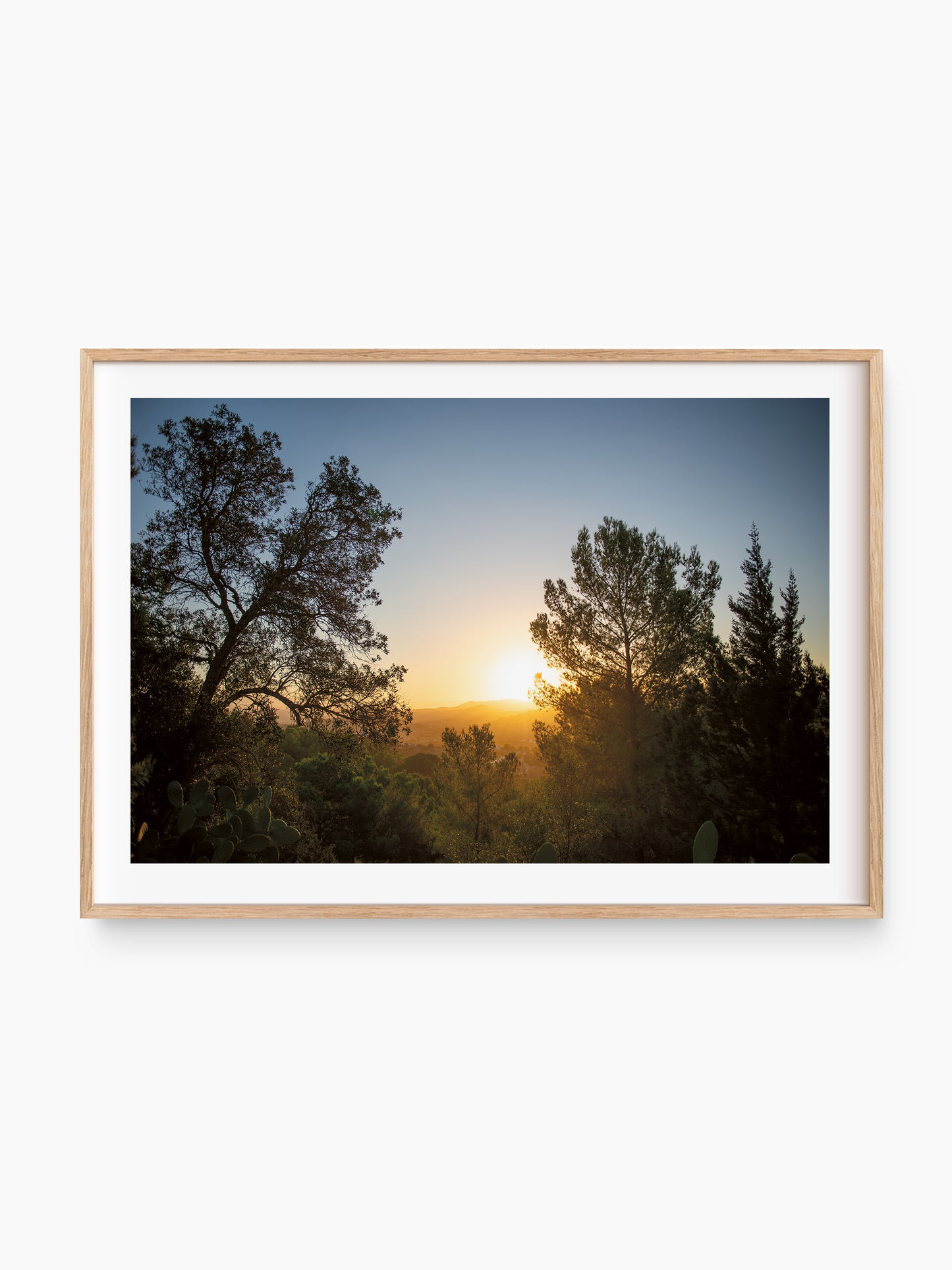 SUNRISE AND PINES . IBIZA SUNRISE