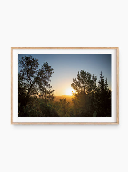 SUNRISE AND PINES . IBIZA SUNRISE