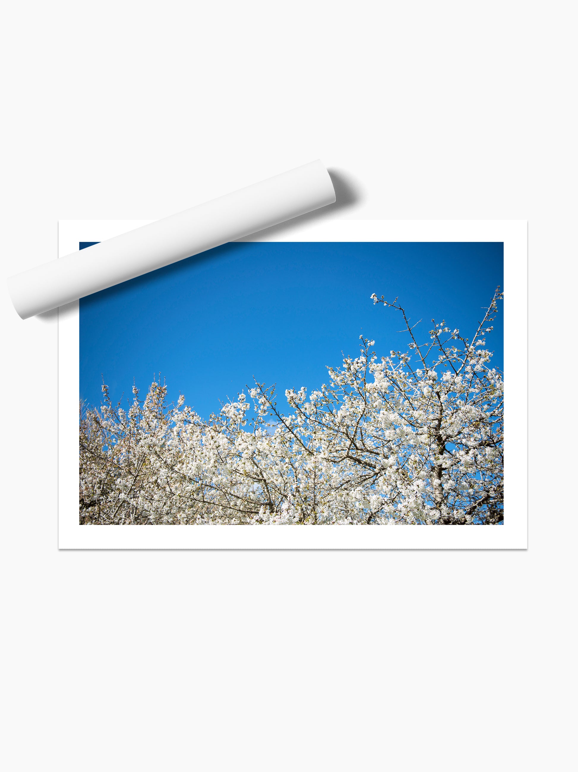 ALMOND BLOSSOM . IBIZA CAMPO