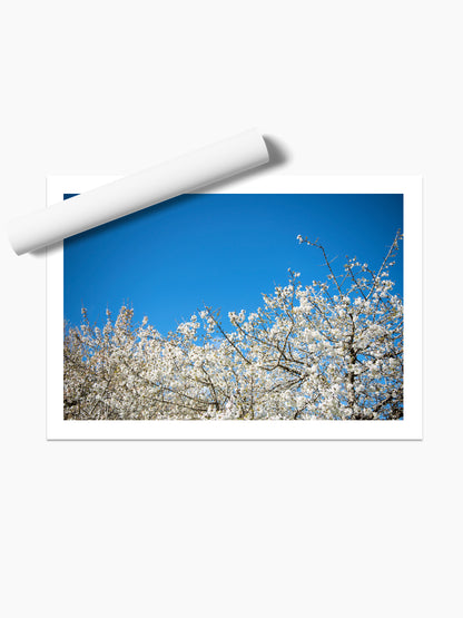 ALMOND BLOSSOM . IBIZA CAMPO