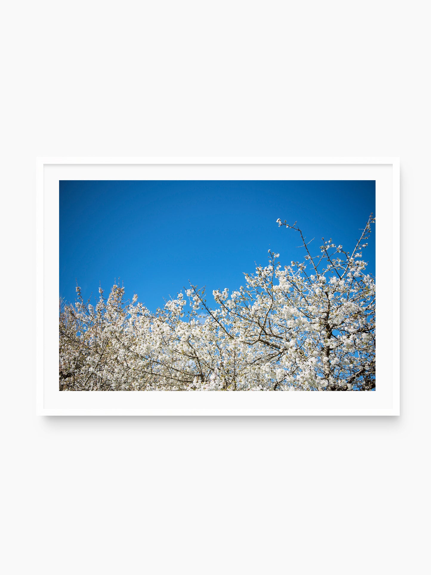 ALMOND BLOSSOM . IBIZA CAMPO