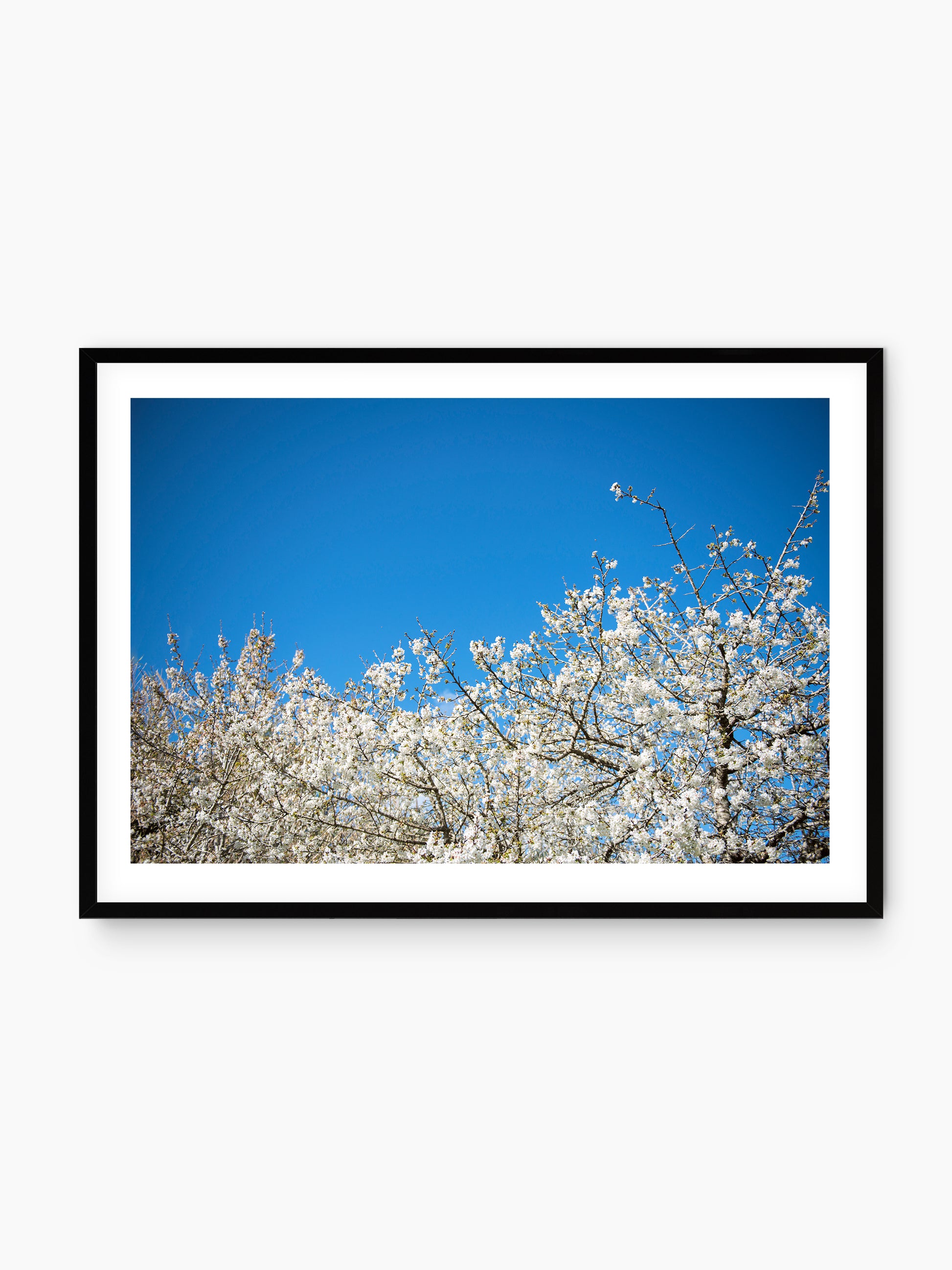 ALMOND BLOSSOM . IBIZA CAMPO