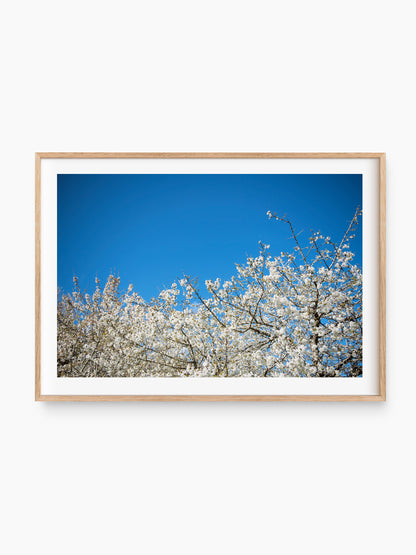 ALMOND BLOSSOM . IBIZA CAMPO