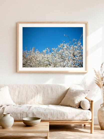 ALMOND BLOSSOM . IBIZA CAMPO