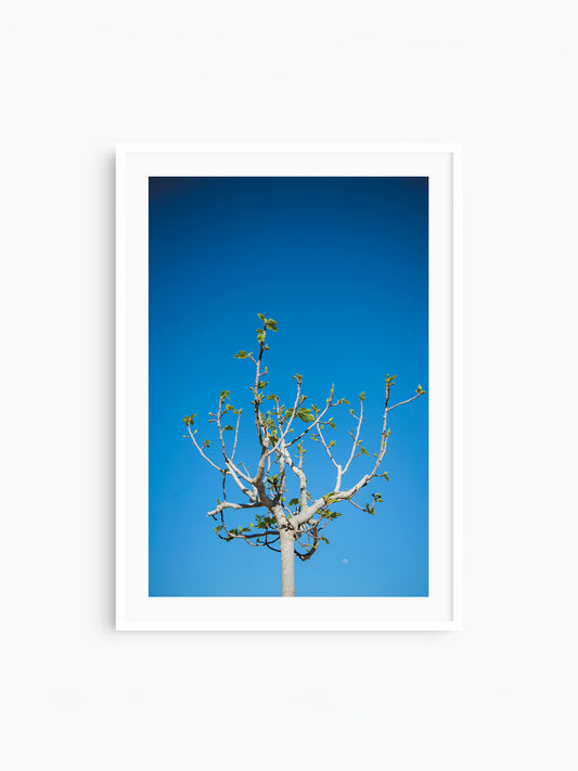 FIG TREE . IBIZA CAMPO