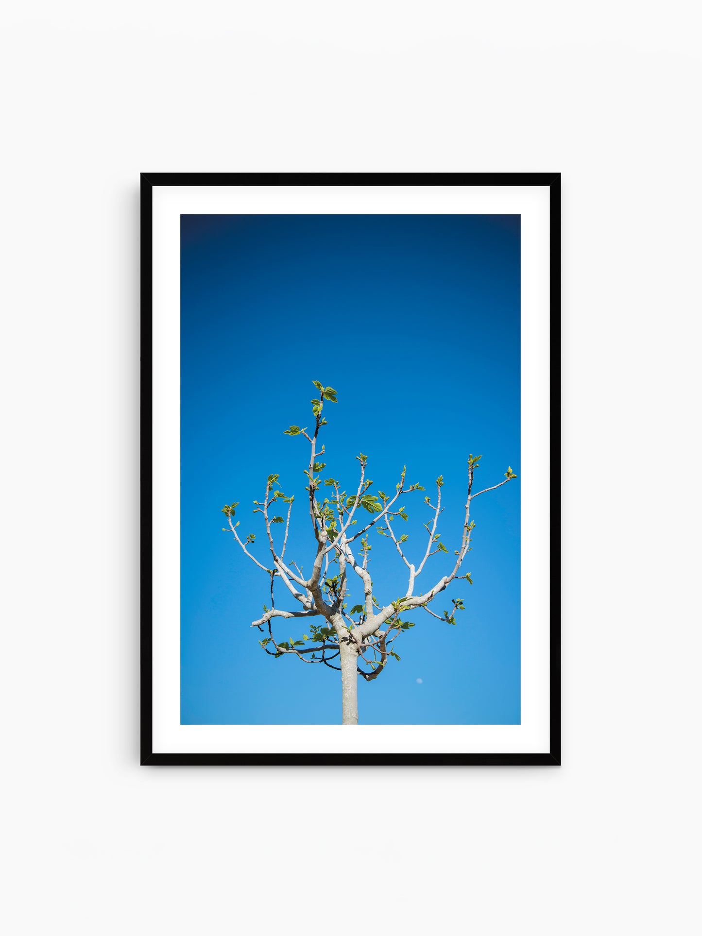 FIG TREE . IBIZA CAMPO