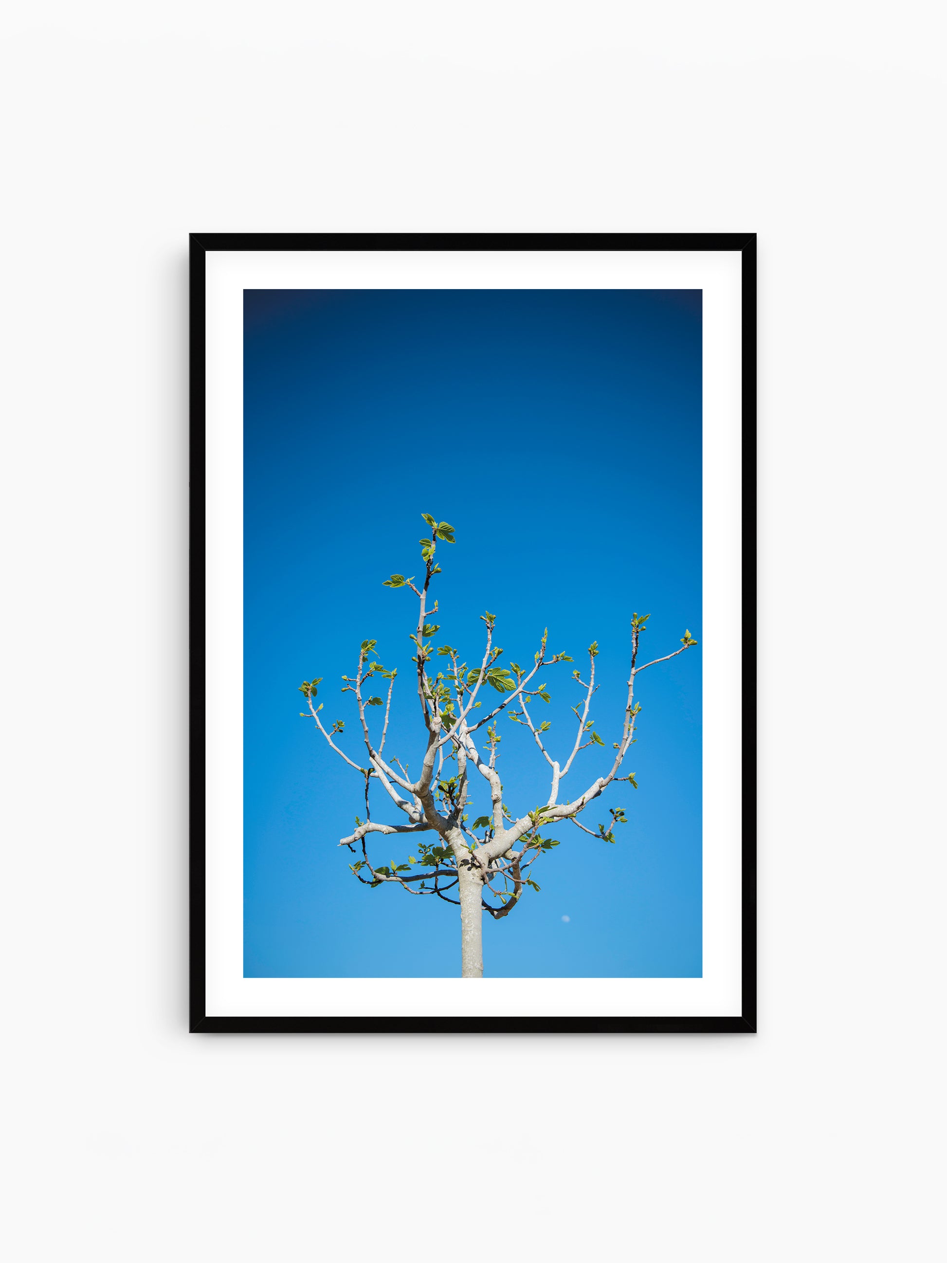 FIG TREE . IBIZA CAMPO
