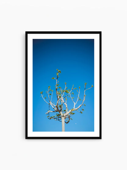 FIG TREE . IBIZA CAMPO
