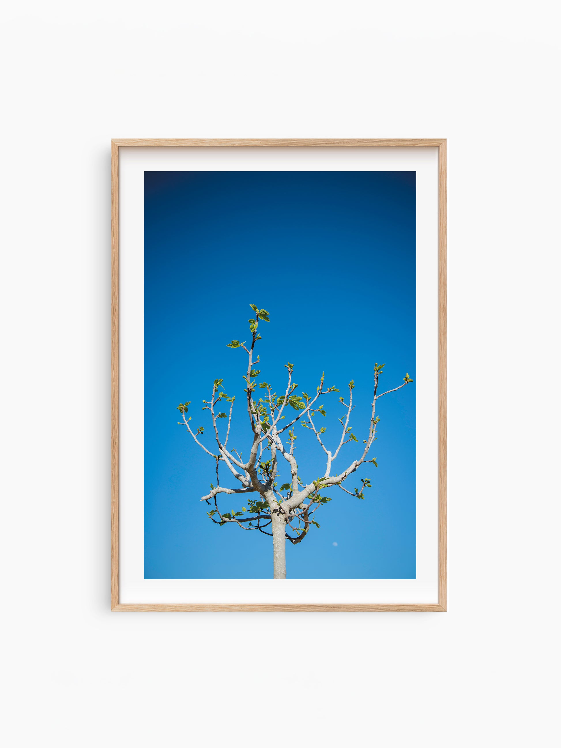 FIG TREE . IBIZA CAMPO
