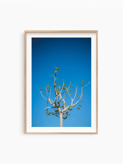 FIG TREE . IBIZA CAMPO