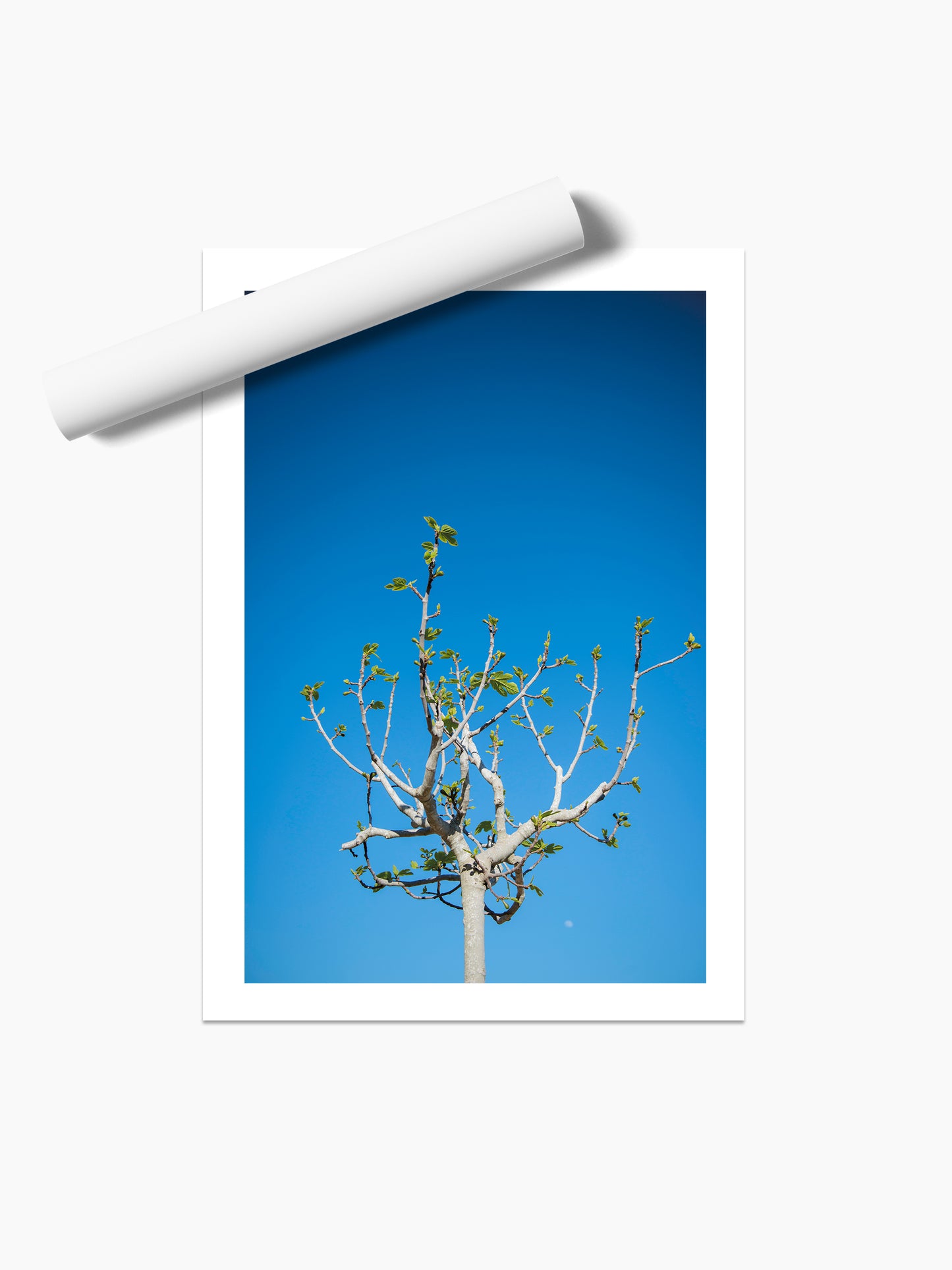 FIG TREE . IBIZA CAMPO