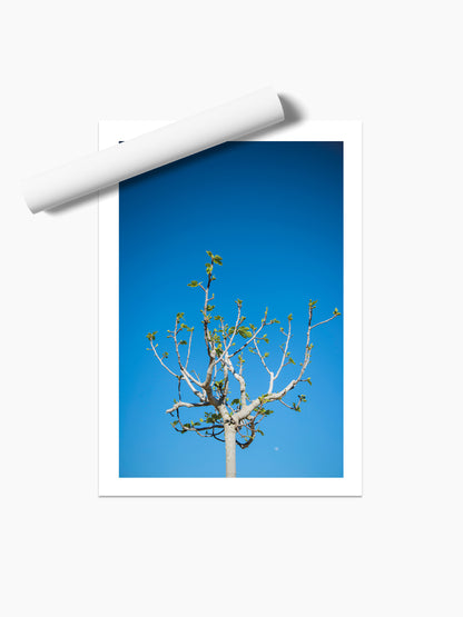 FIG TREE . IBIZA CAMPO
