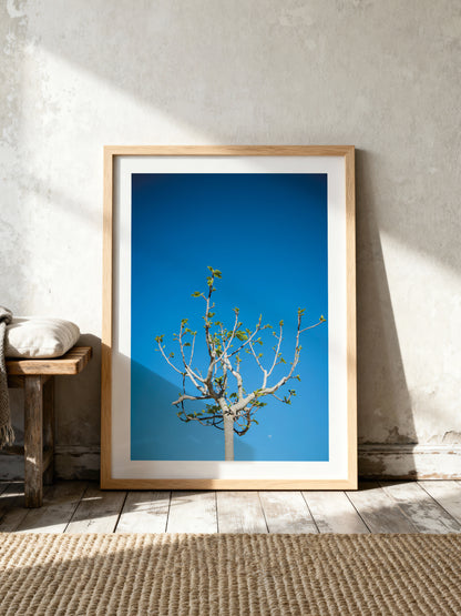 FIG TREE . IBIZA CAMPO