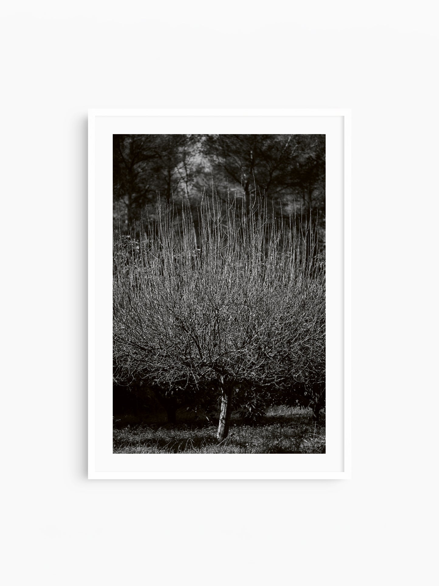 THE TREE . IBIZA CAMPO Limited Edition