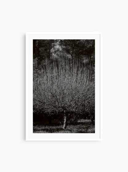 THE TREE . IBIZA CAMPO Limited Edition