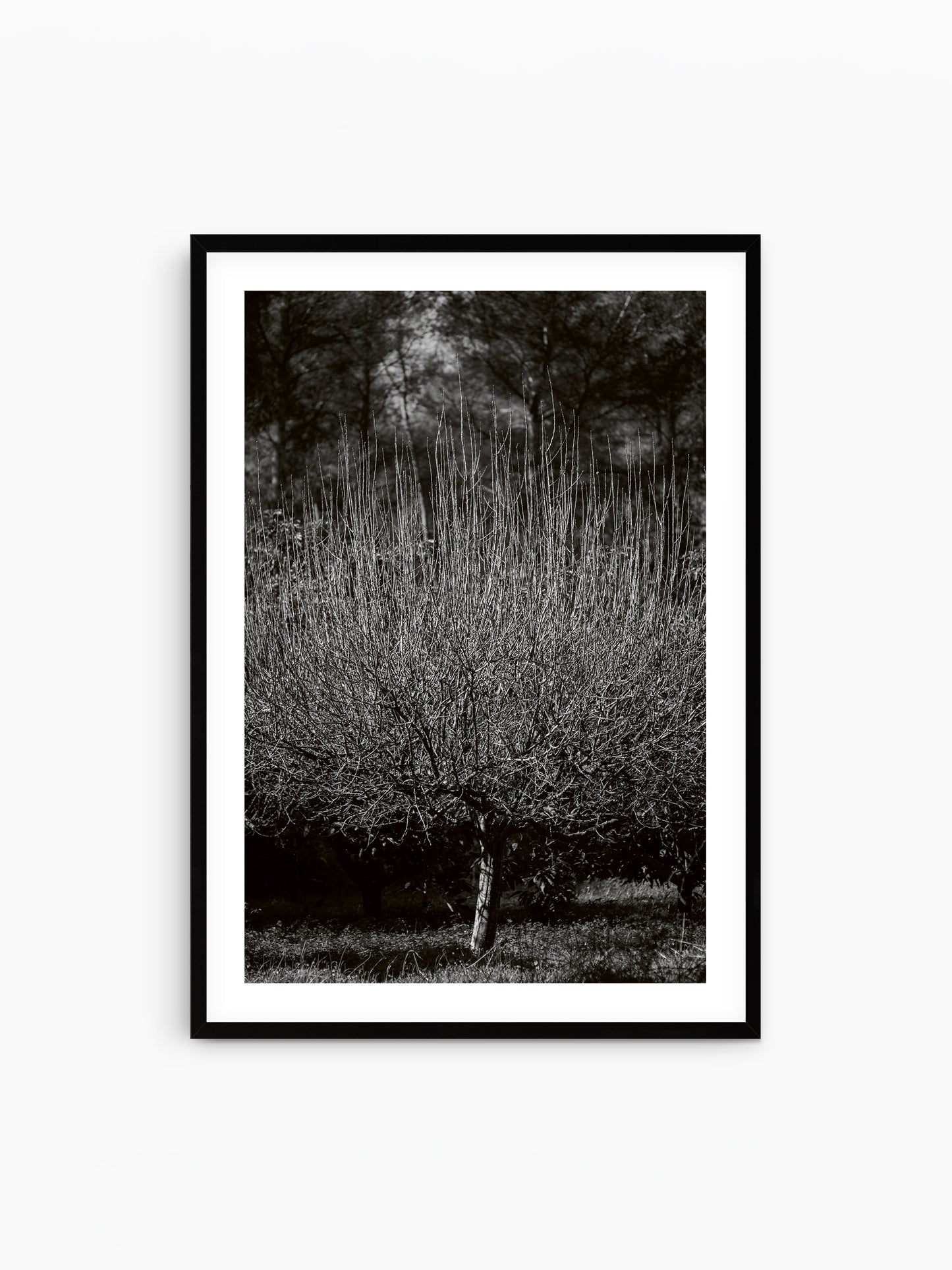 THE TREE . IBIZA CAMPO Limited Edition