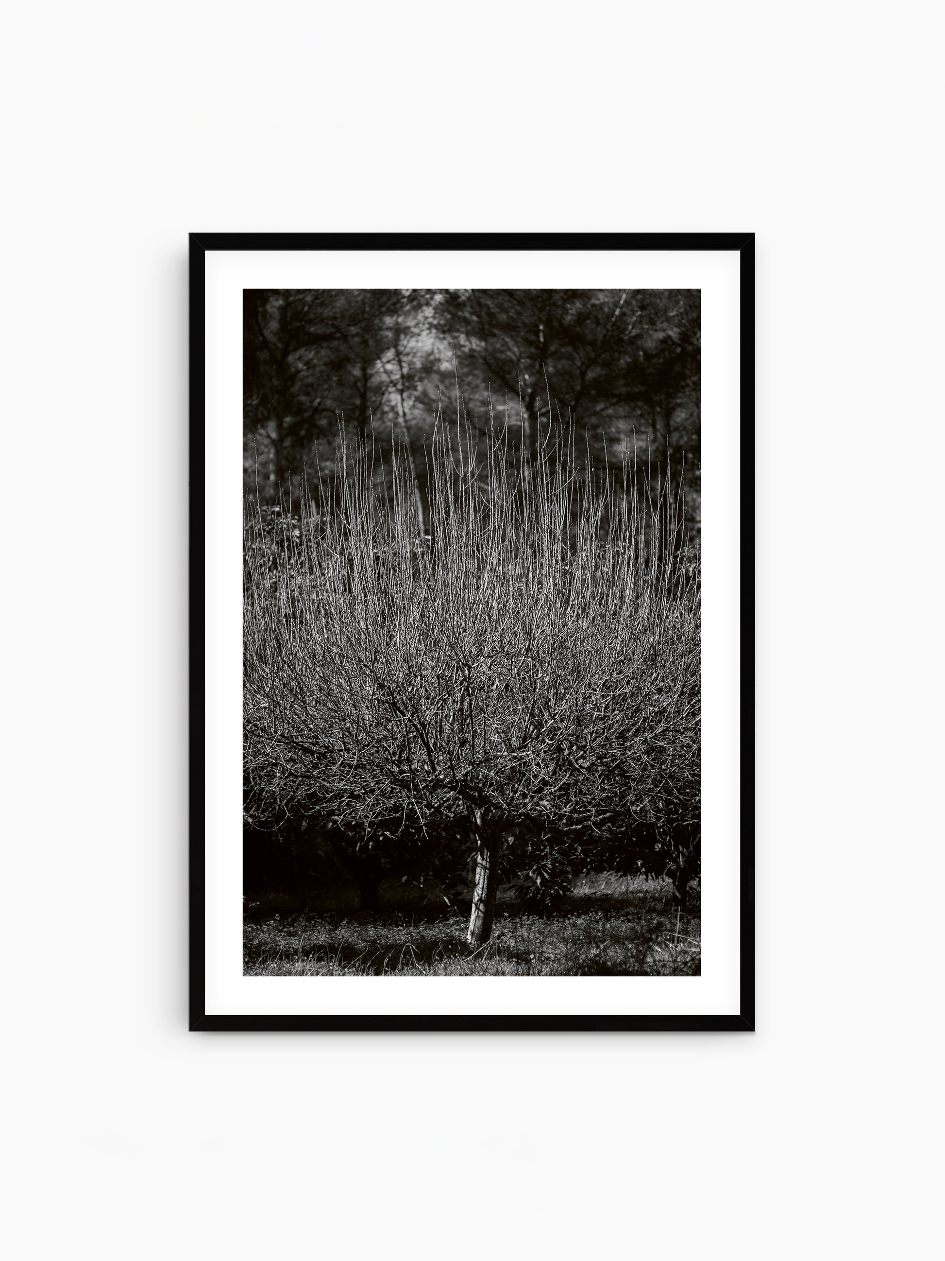 THE TREE . IBIZA CAMPO Limited Edition