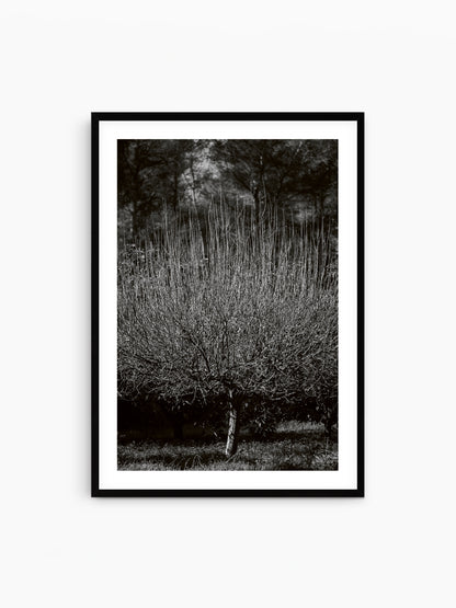 THE TREE . IBIZA CAMPO Limited Edition