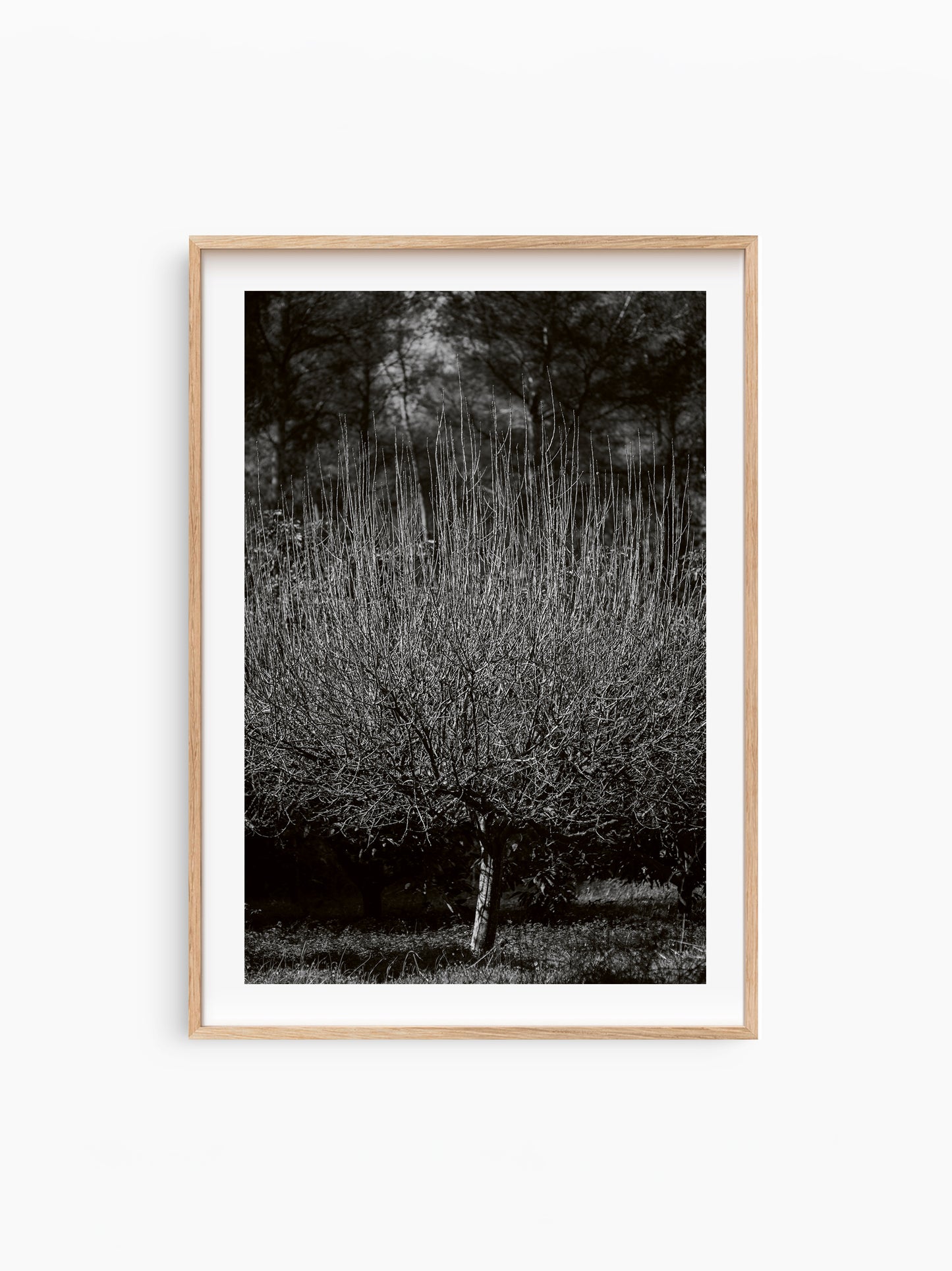 THE TREE . IBIZA CAMPO Limited Edition