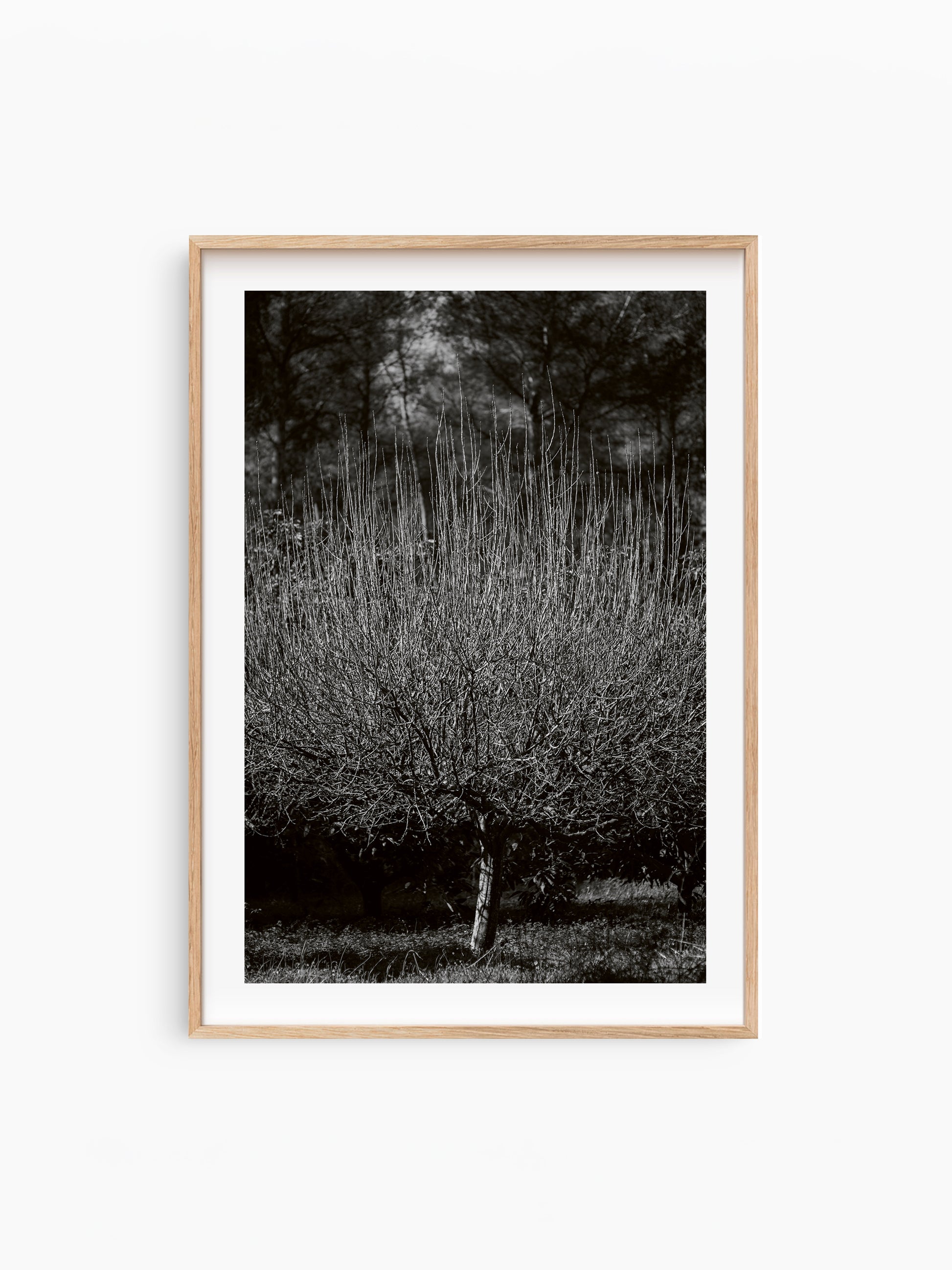THE TREE . IBIZA CAMPO Limited Edition