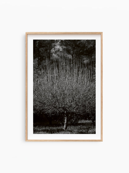 THE TREE . IBIZA CAMPO Limited Edition