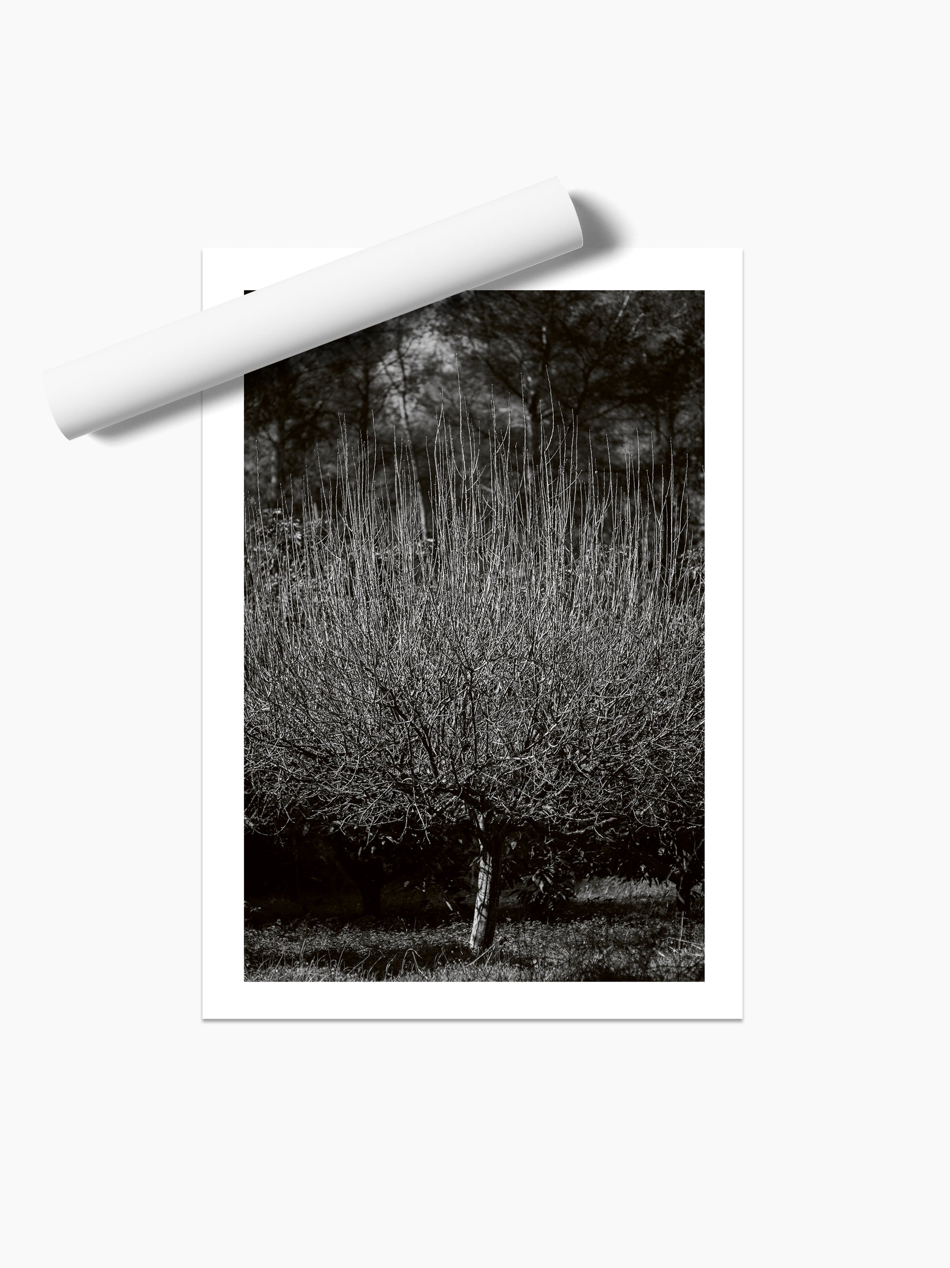 THE TREE . IBIZA CAMPO Limited Edition