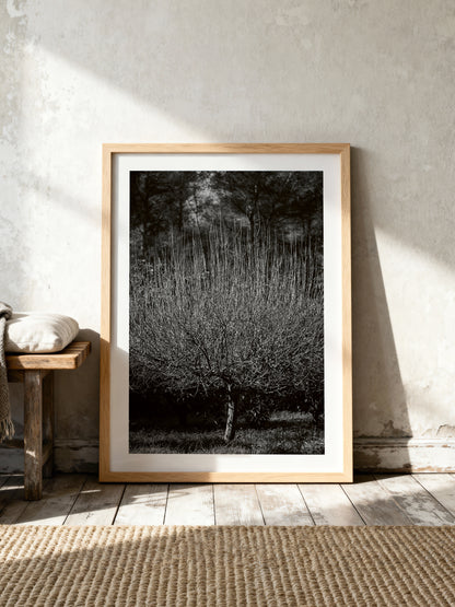 THE TREE . IBIZA CAMPO Limited Edition