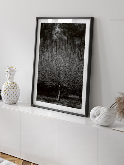 THE TREE . IBIZA CAMPO Limited Edition
